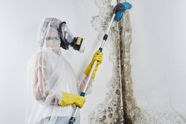 Best Localized Mold Remediation (e.g., coastal areas, humid climates) in Creighton, NE