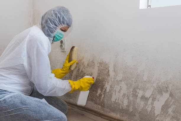 Best Mold Remediation for Schools in Creighton, NE