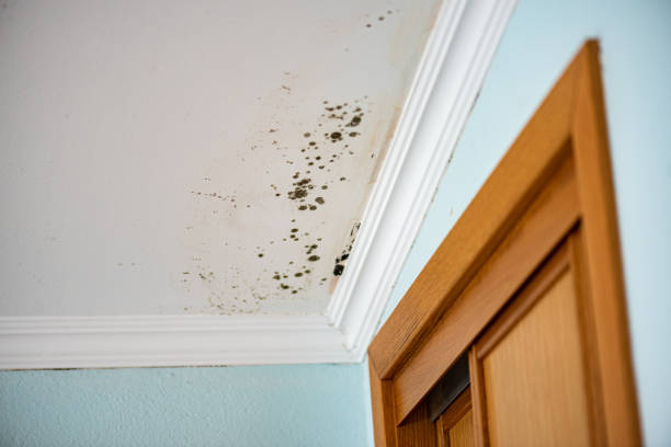 Best Preventive Mold Services in Creighton, NE