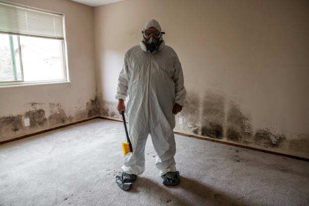 Best Commercial Mold Remediation in Creighton, NE