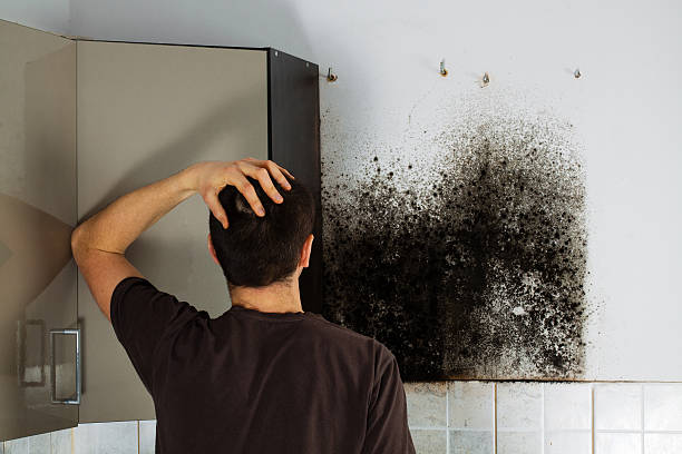 Best Post-Flood Mold Remediation in Creighton, NE