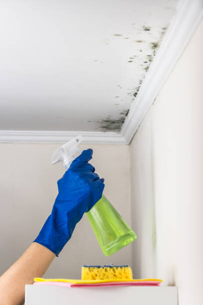 Best Kitchen Mold Remediation in Creighton, NE